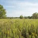 Peaceful prairie landscape with tall grasses, wildflowers and woodland growth at McDowell Grover Forest Preserve in Naperville, Illinois