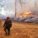 A firefigher watches a small prescribed fire scorch the earth several feet away.