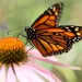 Monarch Butterfly (Danaus plexippus) on Cone Flower (Echinacea purpurea)