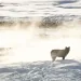 A black Yellowstone wolf stands in a landscape blanketed in snow while steam from a geyser rises from behind 