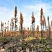 Lush green grass grows among damaged spruce and other trees along the Trans-Canada Highway, Canada.
