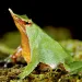 Close-up of a male Darwin's Frog with growing frogs inside his golden vocal sac