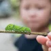 Close-up of a green caterpillar on a stick with a blurry child holding it in the background