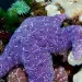 Two ochre sea stars (purple and eggplant colored) climb on white sea anemones in shallow water, with a ray of sun shining into the water