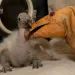 A leather condor puppet nuzzles a fluffy white condor chick with its fake beak in an incubator.