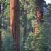 Giant sequoias