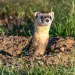 A black-footed ferret peeks out of a prairie dog burrow. 
