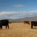 Cattle grazing in a parched field with mountains emerging in the background. 