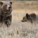Grizzly bear 399 with one of her cubs. 