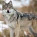 A Mexican gray wolf standing in the snow.