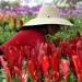 Sara Mendez prepares bromeliads for shipment to retail stores while working at Kerry's Bromeliad Nursery in Homestead, Fla. 