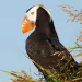 A tufted puffin near a burrow on Puffin Island, off the coast of Kodiak Island.