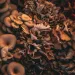 Close-up of mushrooms, Longmont, Colorado.