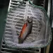 Image of a silvery red fish in a white plastic net as seen from above. 