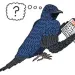 Purple Martin