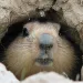 Marmot