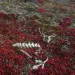 A caribou skeleton near Serpentine Hot Springs
