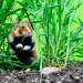 European hamster