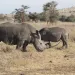 Black rhinos tempt poachers with their valuable horns.