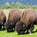 The wood bison, cousin to the plains bison, is returning to the Alaskan wilderness after over 100 years of extirpation, or local extinction. 