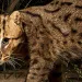 Fishing cat