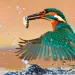 Kingfisher