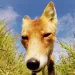 Fox Gnaws on GoPro in Round Island, Alaska