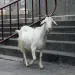 City Goat