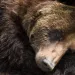 When you hear the word "hibernate," you think bears. In actuality, bears aren't true hibernators.