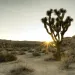Joshua Tree