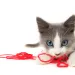 Kitten Playing with Yarn
