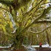 Olympic National Park naturalists keep the location of this ancient maple tree a secret because they fear poachers would strip it of its moss.