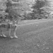 Wolf OR7 is a proud father -- again! Photo courtesy of USFWS