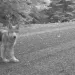  The state of Oregon de-lists Grey Wolves from the Endangered Species Act.