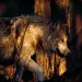 Grey wolf