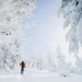 Cross country skier on trail with snow covered trees