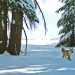 Sierra Nevada red fox, provided by U.S. National Park Service