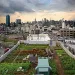 The view from Brooklyn Grange's rooftop garden. 