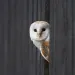 Some birds, such as the barn owl, are more susceptible to collision than other species.