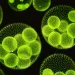 Bioplastic Innovations of 2014
