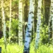 How much paper does one tree produce?