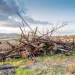 Should you burn a brush pile or let it decompose?