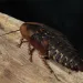 A new study suggests cockroaches have individual tendencies. 