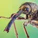 LEAF-ROLLING WEEVIL (NEOCOENORRHINUS AEQUATUS): The beetle uses its long legs and longer snout to partly cut a leaf and roll it into a fat cigar, then lays an egg in the middle. While this species is attached to a common plant, its relatives, which feed o