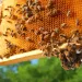 Backyard beekeeping 101