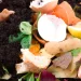 Get the basics on composting.