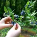 Foraging -- Read our 6 techniques!