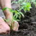 Kick the winter blues and plan your spring garden now!