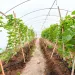 Don't worry about winter -- a DIY greenhouse will keep your seedlings warm!