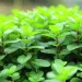 Happy Spring -- now is the time to grow your own herbs!